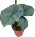 Alocasia Melo