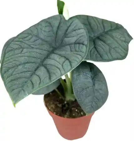 Alocasia Melo