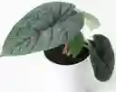 Alocasia Melo