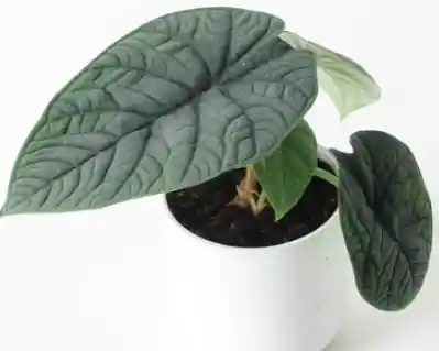Alocasia Melo