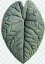 Alocasia Melo