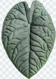 Alocasia Melo