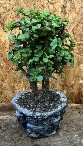 Bonsai Monedita