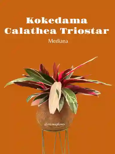 Kokedama Pluma De Indio, Calathea Triostar