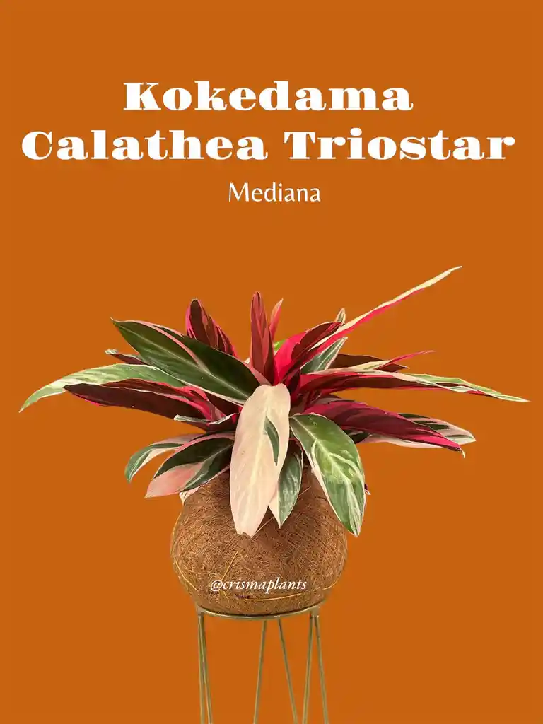 Kokedama Pluma De Indio, Calathea Triostar