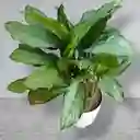 Planta Aglaonema Matera Blanca De Plastico