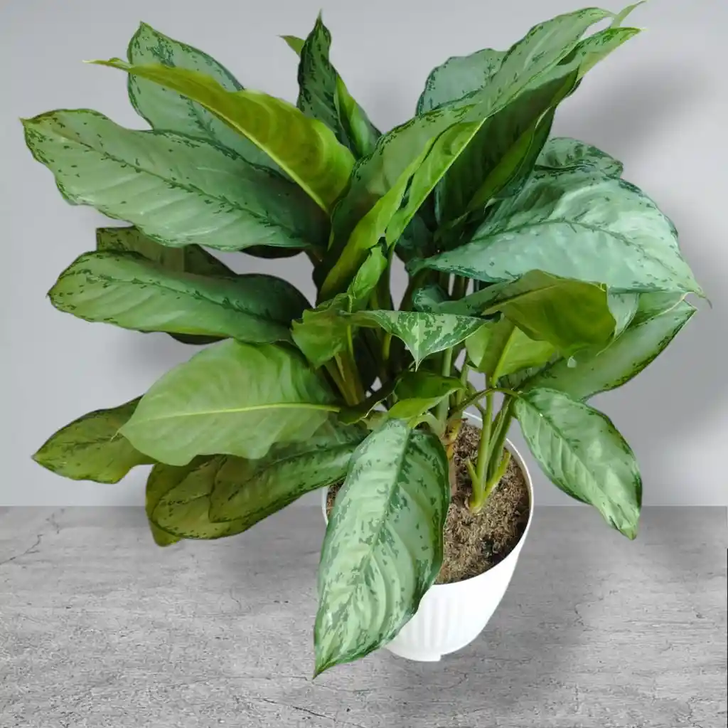 Planta Aglaonema Matera Blanca De Plastico