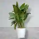 Planta Aglaonema Matera Blanca De Plastico