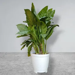 Planta Aglaonema Matera Blanca De Plastico