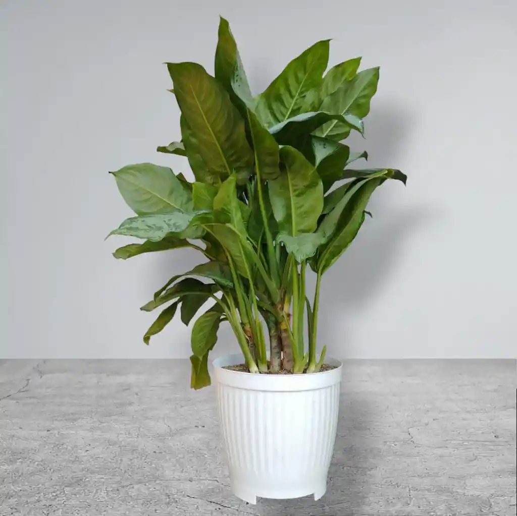 Planta Aglaonema Matera Blanca De Plastico