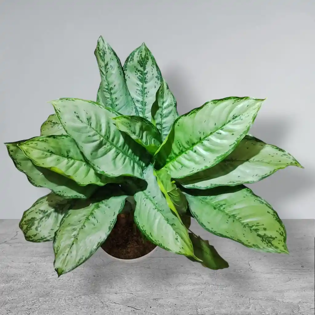 Planta Aglaonema Matera Blanca De Plastico