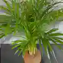 Planta Palma Areca En Kokedama