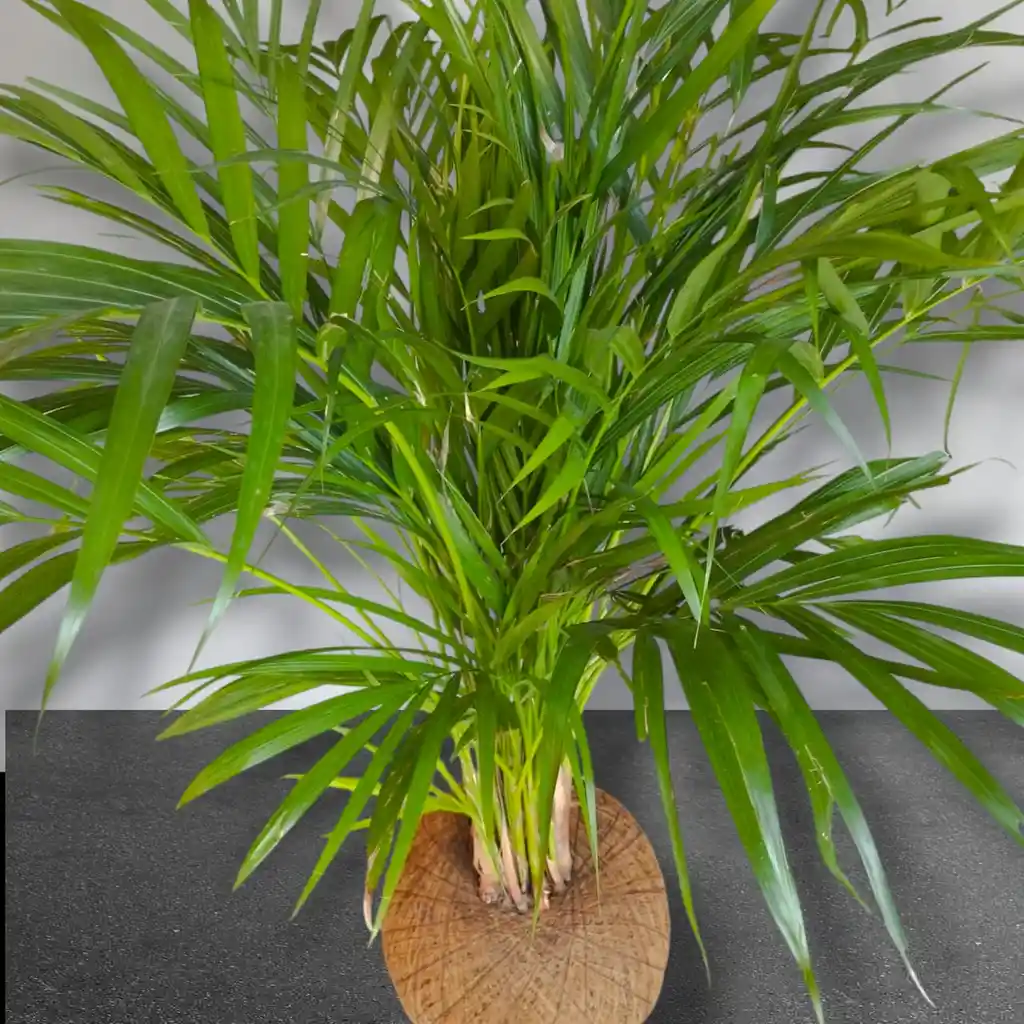 Planta Palma Areca En Kokedama