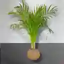 Planta Palma Areca En Kokedama