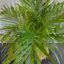 Planta Palma Areca En Kokedama