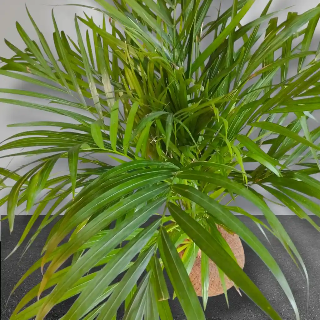 Planta Palma Areca En Kokedama