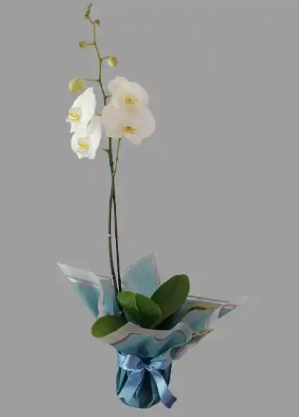 Orquidea En Tonos Varios