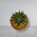 Planta Mini Sábila Cebra En Kokedama
