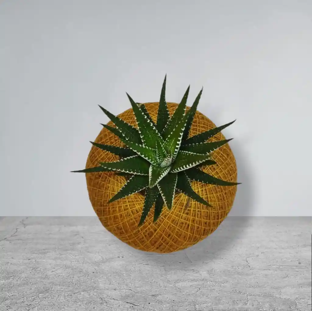 Planta Mini Sábila Cebra En Kokedama