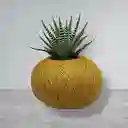 Planta Mini Sábila Cebra En Kokedama