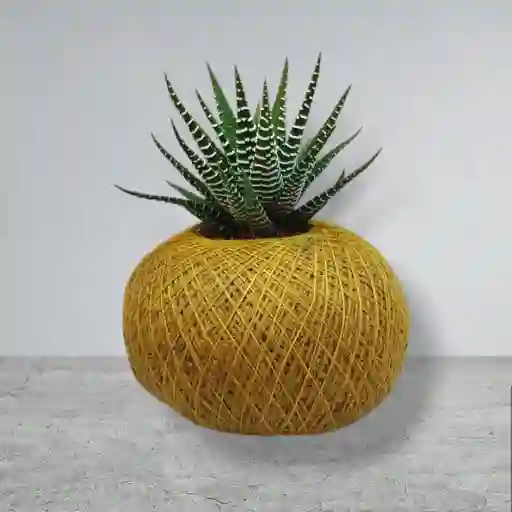 Planta Mini Sábila Cebra En Kokedama