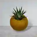 Planta Mini Sábila Cebra En Kokedama