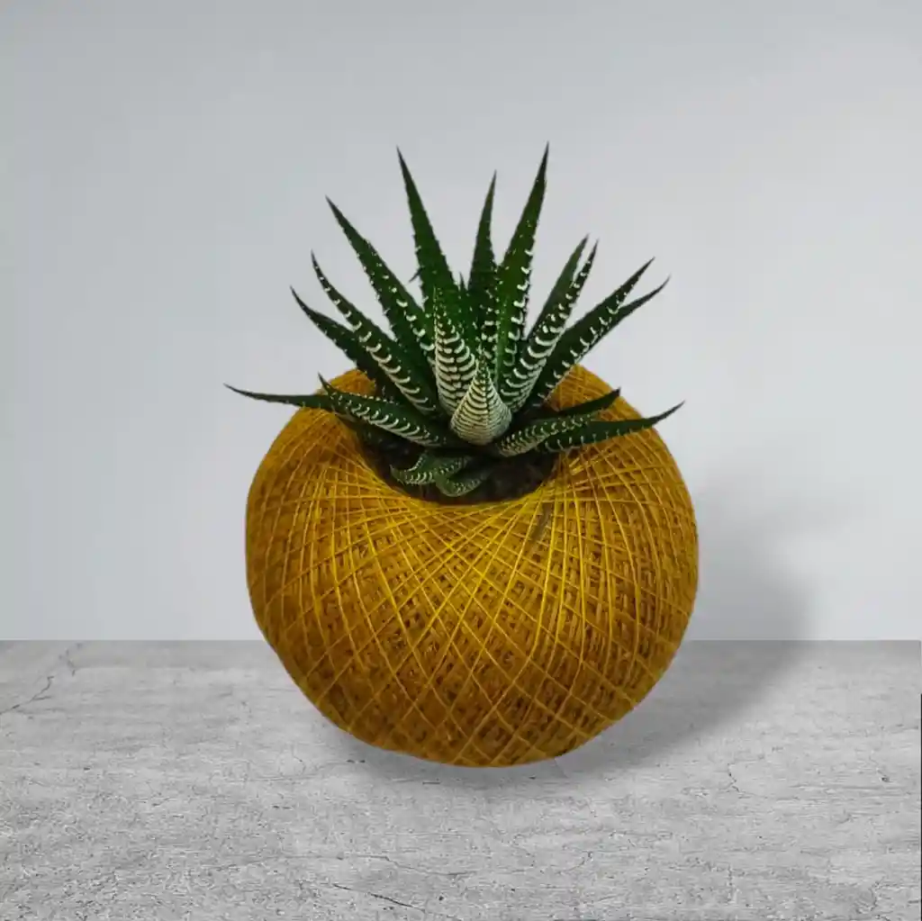 Planta Mini Sábila Cebra En Kokedama