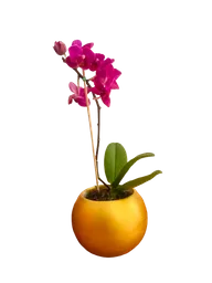 Orquidea Color Disponible Con Matera