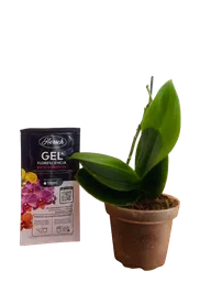 Mini Orquídea Sin Florecer Con Fertilizante