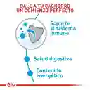 Royal Canin Mini Indoor Cachorro 1.5 Kg