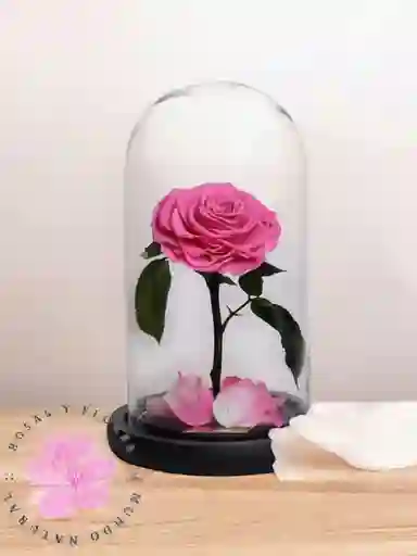 Rosas Preservadas Ternura Eterna