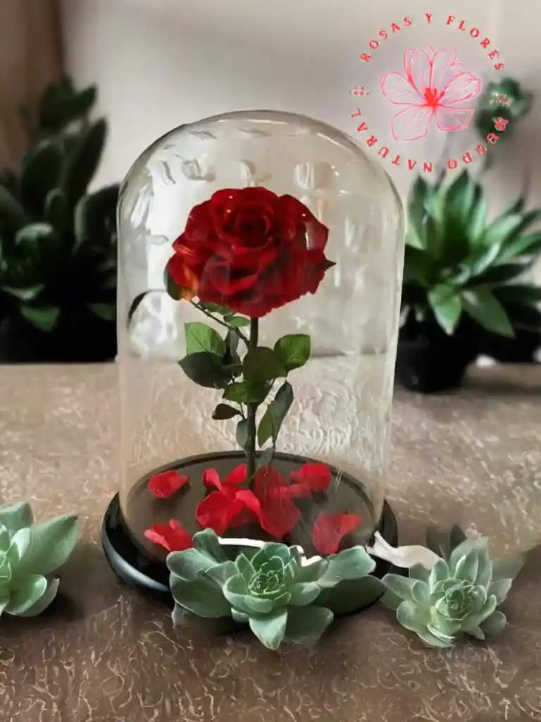 Flores Rosas Preservadas Pasión Infinita