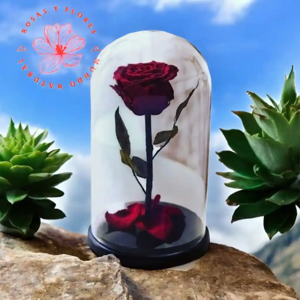 Flores Rosas Preservadas Amor Infinito