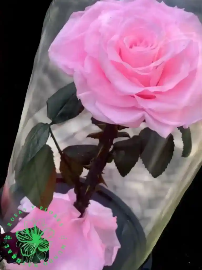 Flores Rosas Preservadas Dulzura Eterna