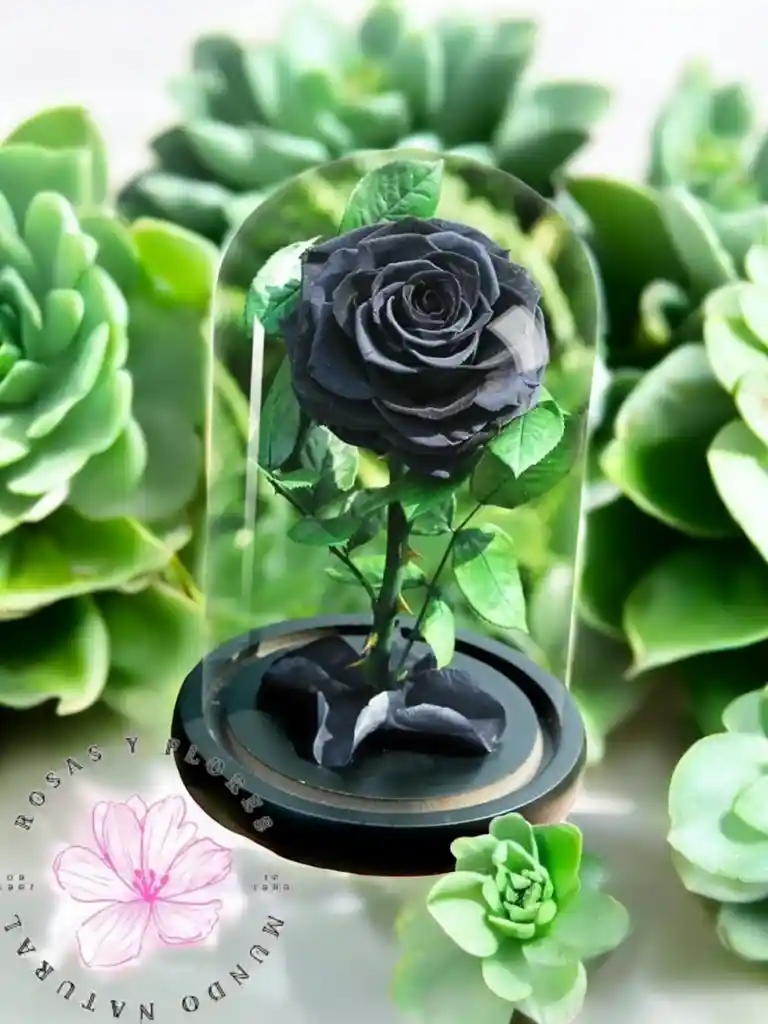 Flores Rosas Preservadas Misterio Eterno