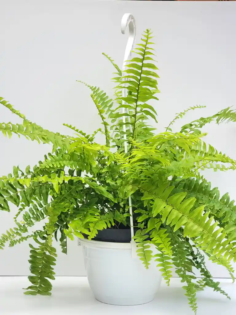 Helecho Boston + Maceta Colgante