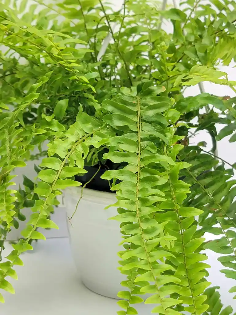 Helecho Boston + Maceta Colgante