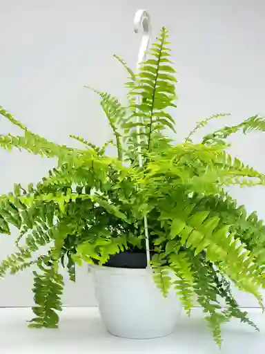 Helecho Boston + Maceta Colgante