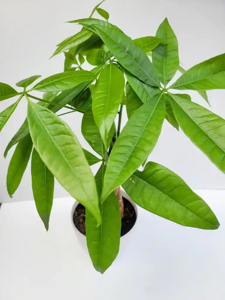 Pachira Trenzada + Maceta Decorativa
