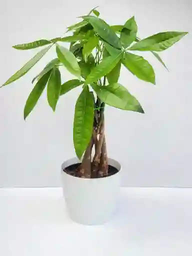 Pachira Trenzada + Maceta Decorativa