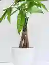 Pachira Trenzada + Maceta Decorativa