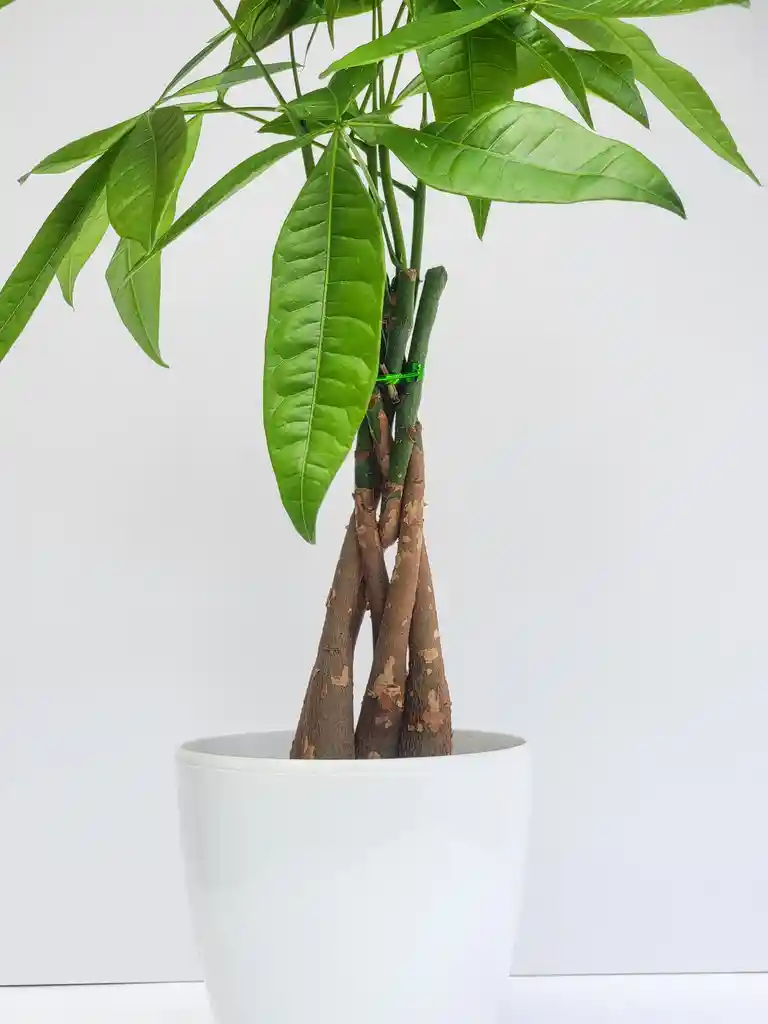 Pachira Trenzada + Maceta Decorativa