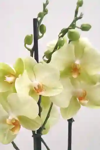 Orquídea De 2 Varas Amarillas