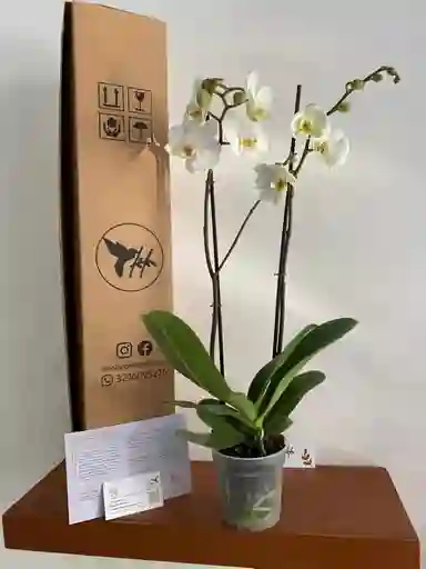 Orquídeas Blanca 2 Varas