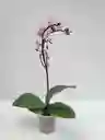 Orquidea Mini