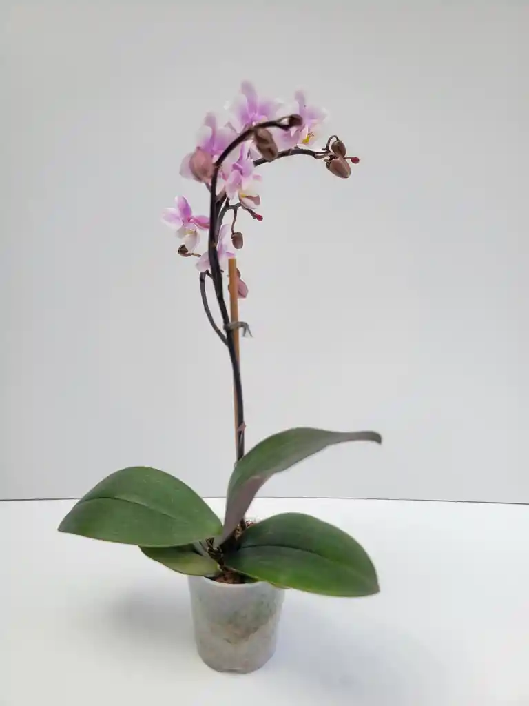 Orquidea Mini