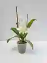Orquidea Mini