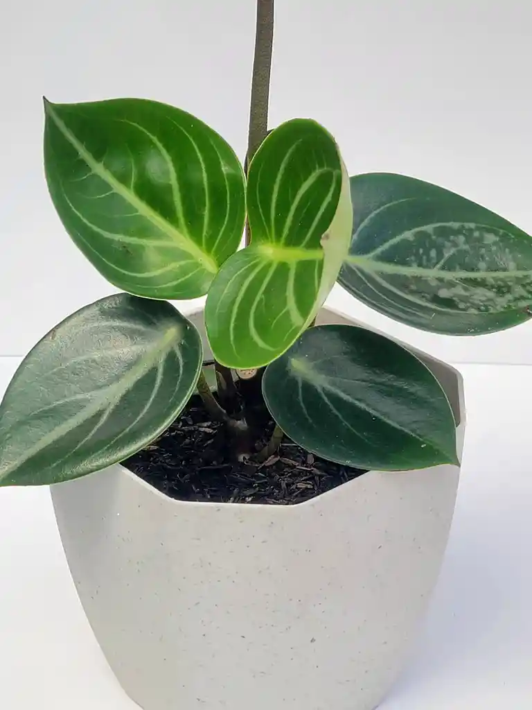 Peperomia Espejitto + Maceta Niza