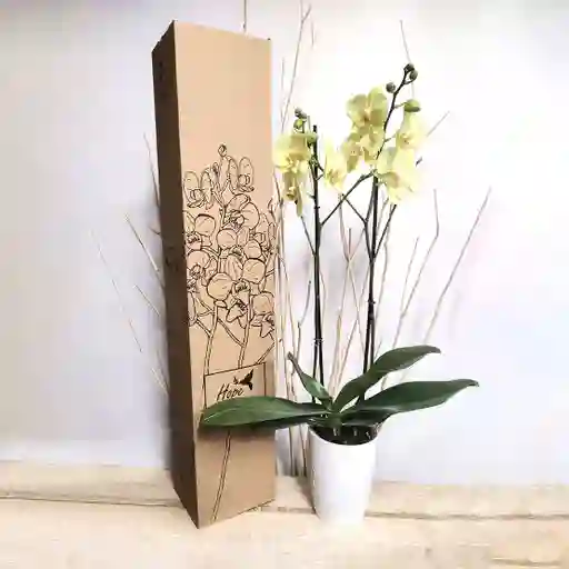 Orquídea De Regalo Cumpleaños