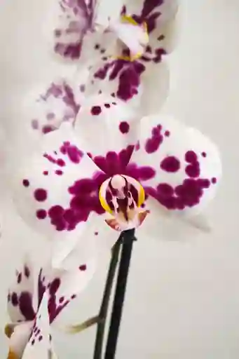 Orquídeas 2 Varas Variegadas Morado Y Blanco